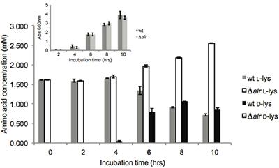 A Broad Spectrum Racemase in Pseudomonas putida KT2440 Plays a Key Role in Amino Acid Catabolism